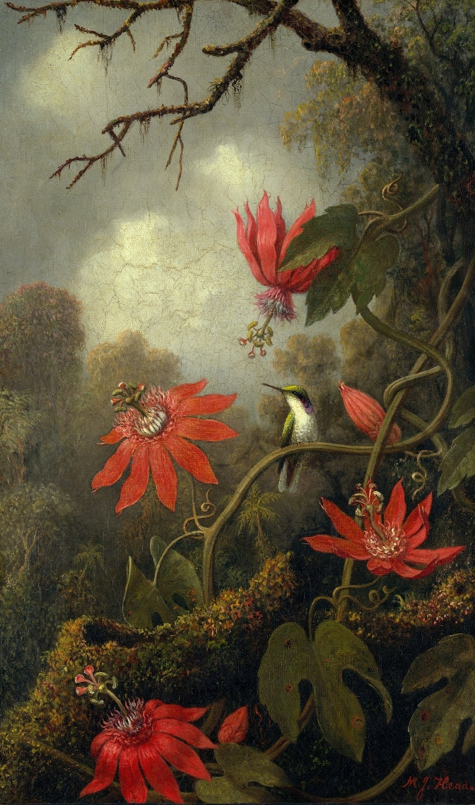 Martin Heade - Kolibri és golgotavirág