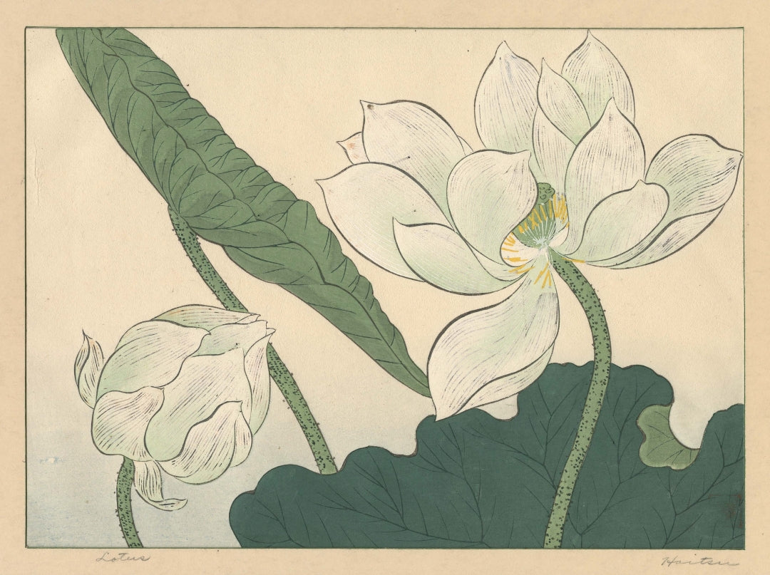 Sakai Hoitsu - Lótus