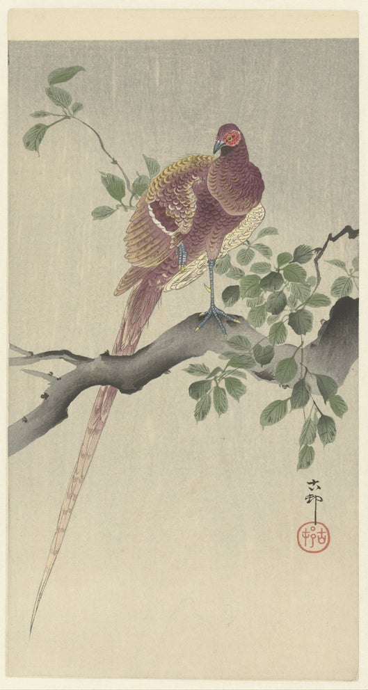 Ohara Koson - Fácán