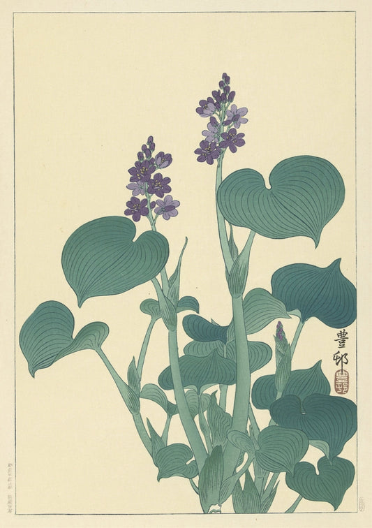 Ohara Koson - Virágzó árnyékliliom