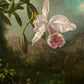 Martin Heade - Orchidea