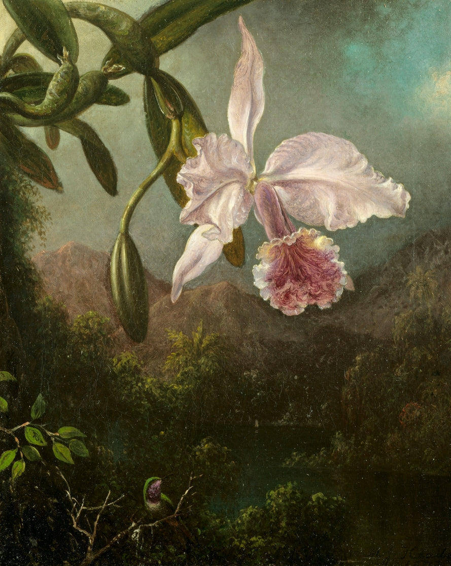 Martin Heade - Orchidea
