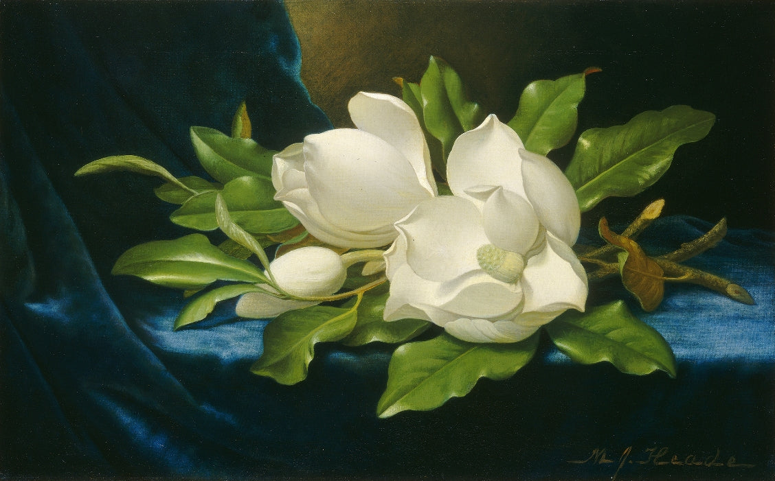 Martin Heade - Magnóliák