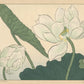 Sakai Hoitsu - Lótus