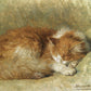 Ronner-Knip - Vörös macska sziesztája