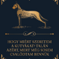 Hogy miért szeretem a kutyákat?