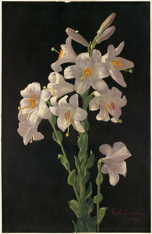 George Lambdin - Fehér Liliom