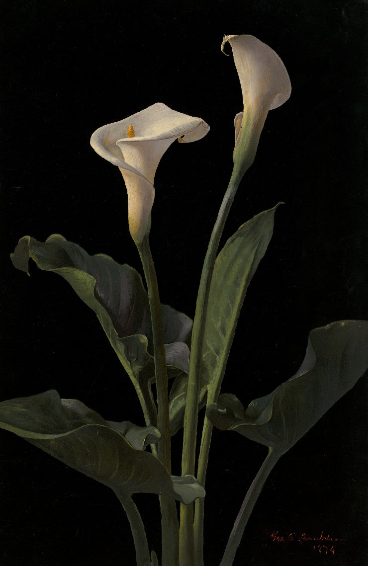 George Lambdin - Kála
