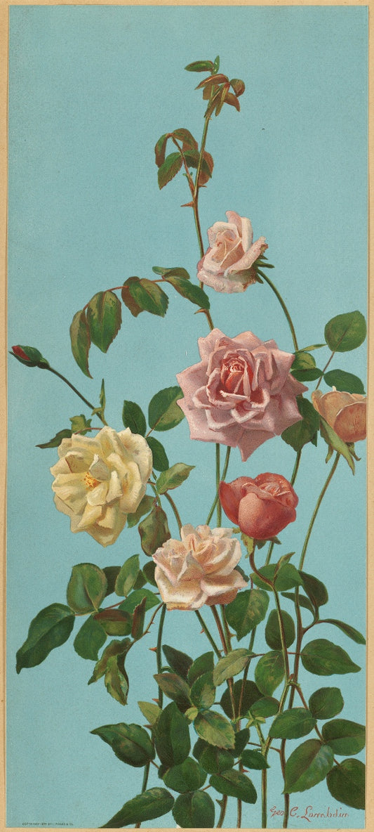 George Lambdin - Rózsa