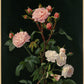 George Lambdin - Rózsaszín és fehér rózsák