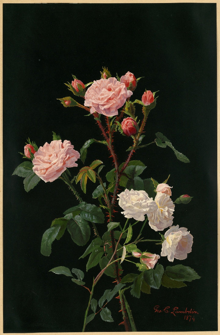 George Lambdin - Rózsaszín és fehér rózsák