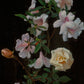 George Lambdin - Rhododendron rózsával