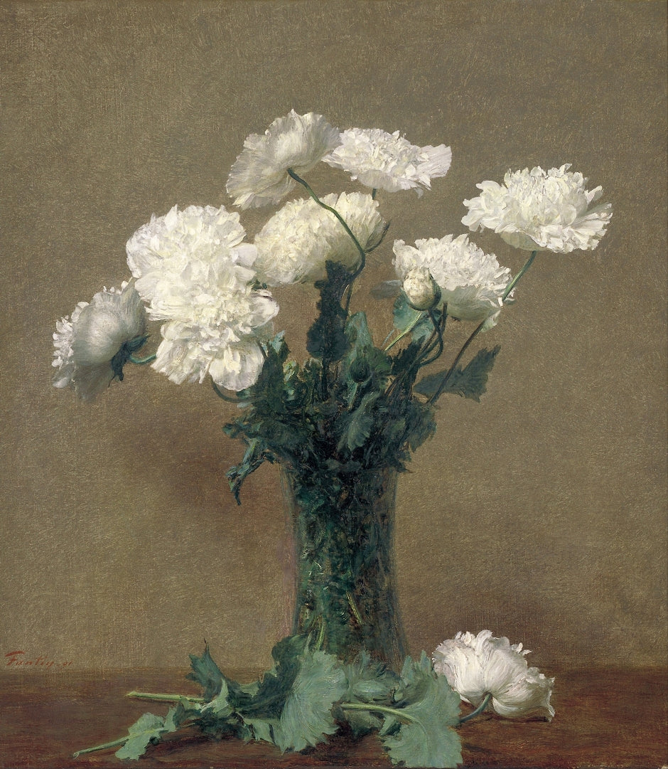 Latour - Fehér rózsa
