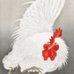 Ohara Koson - Kakas három kiscsirkével