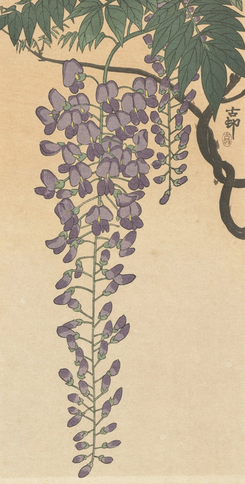 Ohara Koson - Lila akác