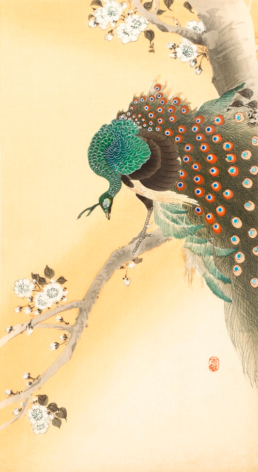 Ohara Koson - Páva a virágzó fán