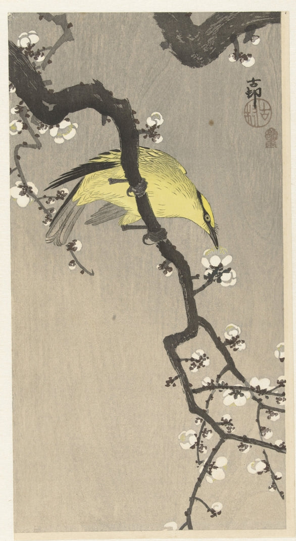 Ohara Koson - Sárga madár a virágzó szilvafán