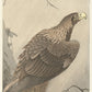 Ohara Koson - Sasmadár az ágon