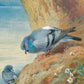 Thorburn - Szirti galambok