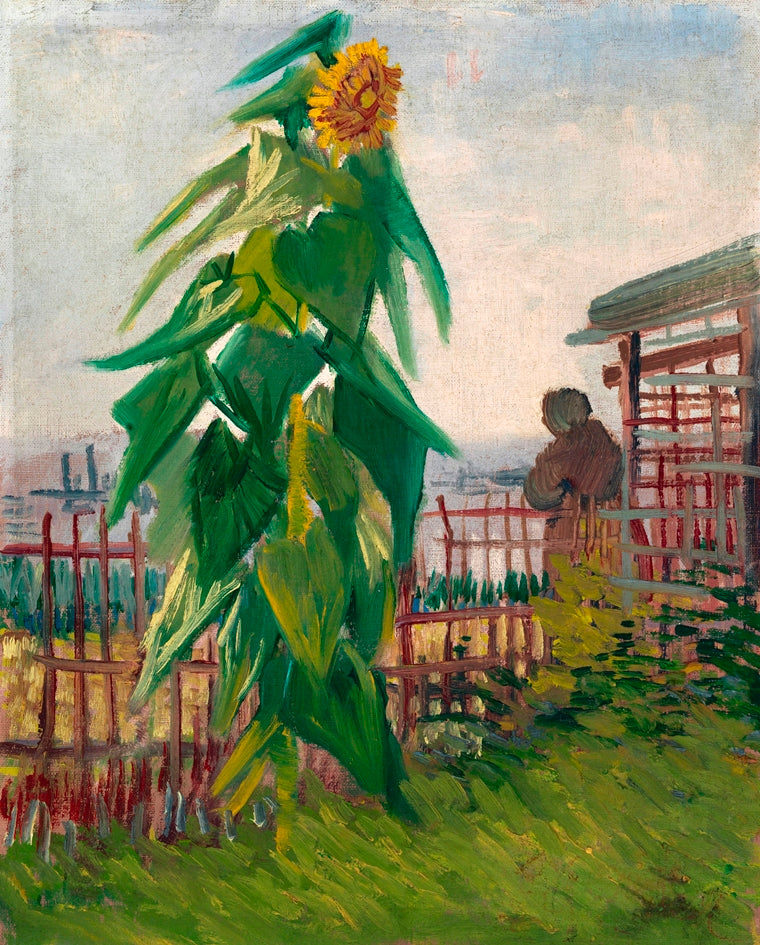 Vincent van Gogh - Napraforgó a kertben