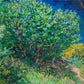 Vincent van Gogh - Orgonabokor